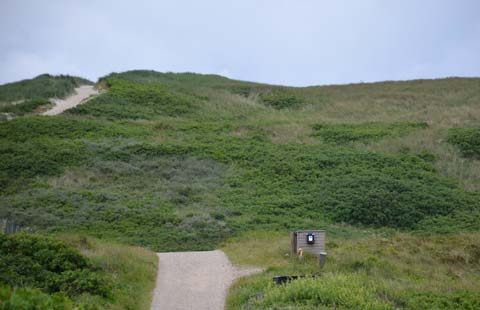 Die Vegetation Holmsland Klit